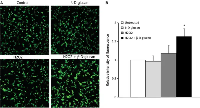 Fig. 3 b- D -glucan treatment increases nitric oxide generation in stressed endothelial cells