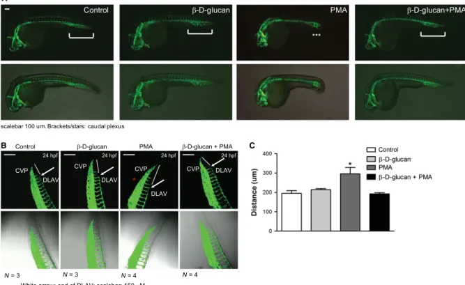 Fig. 5 b- D -glucan treatment rescues the vasculogenic activity under chronic oxidative stress in vivo