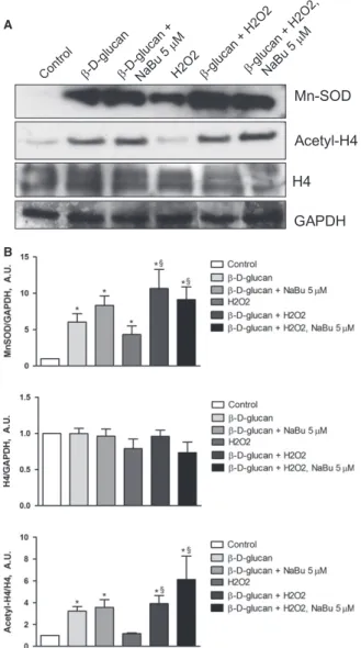 Fig. 7 NaBu does not affect b- D -glucan-induced MnSOD up-regulation under chronic oxidative stress