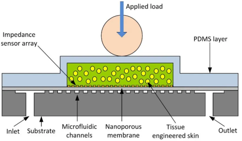 Figure 2. Cross-section of the bio-hybrid tactile sensor array. Not to scale. 