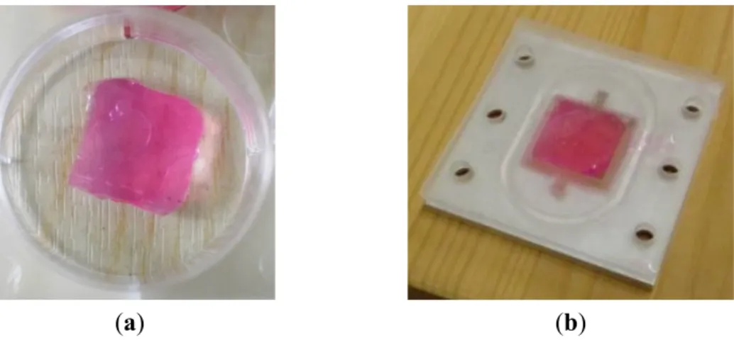 Figure 5.  (a) Alginate hydrogel sample; (b) sample incorporated into the well of the  PDMS cover layer