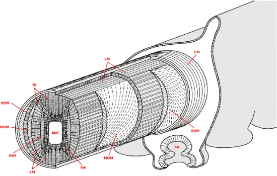 Figure 1. The muscle arrangement within the octopus arm: the longitudinal muscles (LM)  run  along  the  arm,  while  the  transverse  muscles  (TM)  lay  on  the  cross  section  and  are  connected  to  the  external  connective  tissue  by  means  of  t