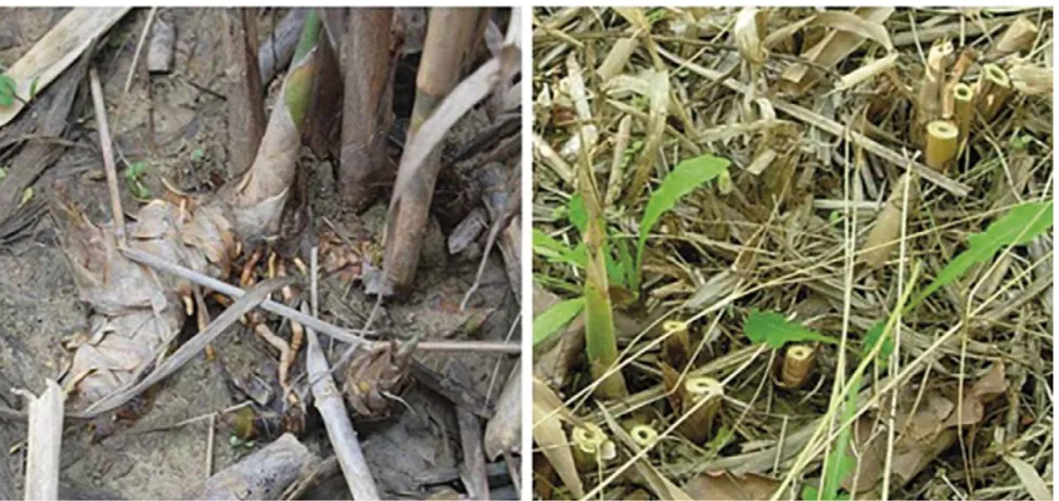 Figura 3 – A sinistra: rizomi e radici superficiali in inverno. A destra: piante recise per  evidenziare il fusto cavo.