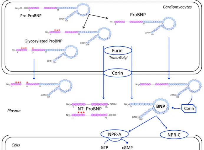 Fig. 1. Schematic representation of biosynthesis, secretion and distribution of B-type related natriuretic peptides