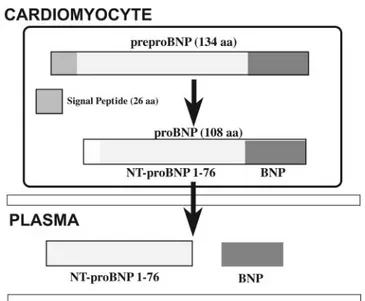 Fig. 2. Schematic representation of production/secretion pathways of BNP and of its precursor peptides.