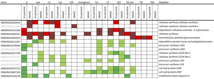 Figure 7. Cell wall-related proteins with expression profiles correlating or anticorrelating with at least one of the traits in both populations