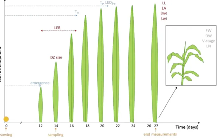 Figure 1. Schematic representation of maize leaf development as a function of time and phenotyping strategy