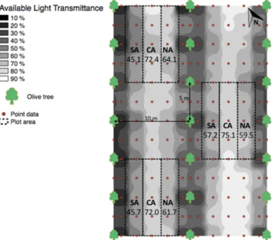 Figure 1. Spatial distribution of available light transmittance in the alley-cropping system (ACS)  experiment site