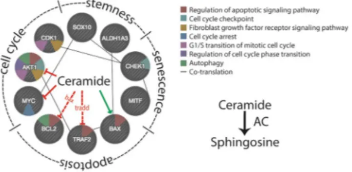 Figure 10.  Regulation of cell fate by ceramide. Hypothetic model showing potential interactions of ceramide  with various factors involved in cell cycle, stemness, senescence and apoptosis.