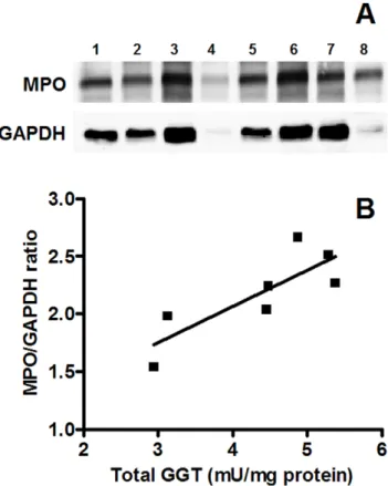 Figure 5. Relationship between GGT activity and MPO levels in CF sputum samples. MPO levels were detected by western blot analysis in samples of solubilised sputum pellets and correlated with GGT activity of solubilised sputum supernatants