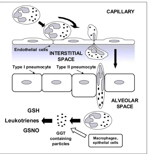 Figure 10. Neutrophils activation as a possible source of GGT in the airways during inflammation