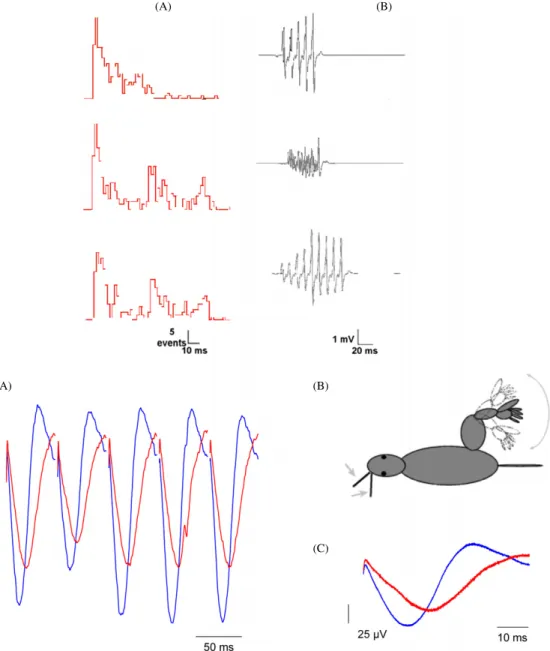 Figure 5. Top: generation of combined movements by means of two-whisker stimulations with 50 ms long tactile stimuli delivered with a delay of 0, 10 and 50 ms