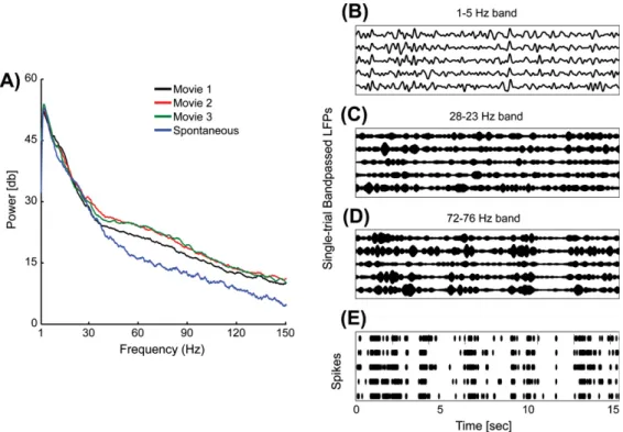 Fig. 3E shows that the spike rates clearly encoded the movie. The high spike rate episodes were associated more closely with  epi-sodes of high LFP power in the high-gamma LFP frequency range than at lower LFP frequencies, suggesting that gamma LFPs may be