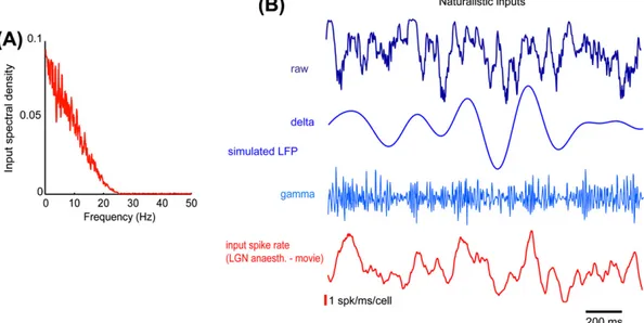 Fig. 6. Illustrations of the response of the simulated network to naturalistic input spike trains