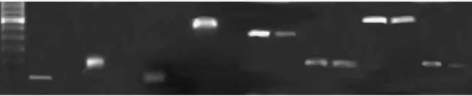 Fig. 2. Nucleotide and aminoacid sequences of the bovine coronary artery CYP 2C fragment vs