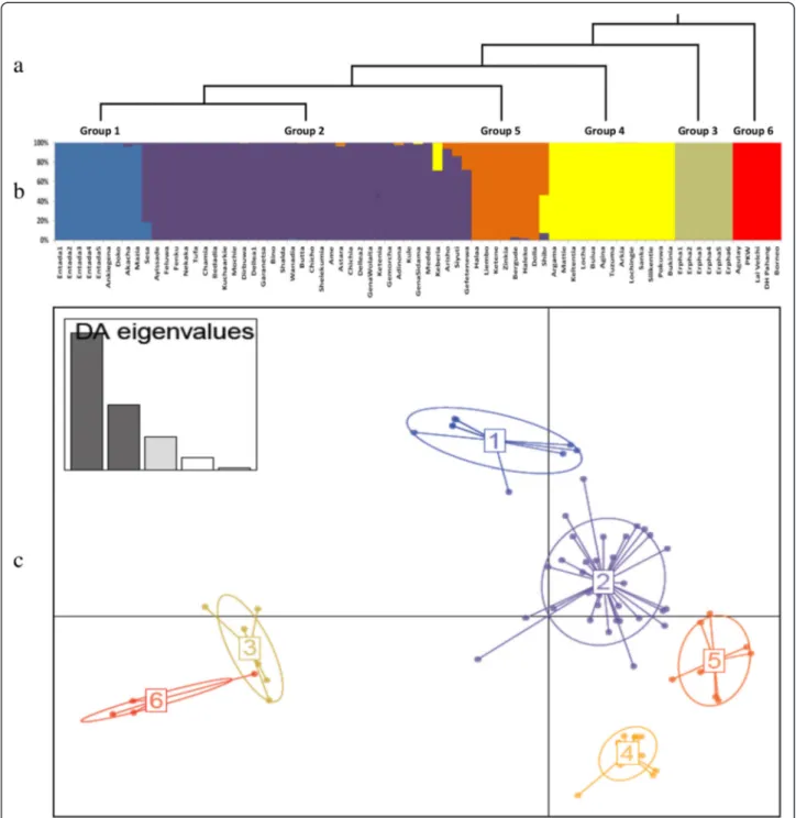 Fig 3 Population structure based on 34 polymorphic SSR markers. a: phylogenetic tree of 5 enset groups and out-grouping Musa accessions inferred from DAPC, b: The estimated group structure with individual group membership values, c: DAPC scatter plot for 7