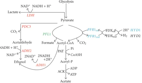 Figure 4: Diagram depicting the fermentative pathways of Chlamydomonas split into 3 functional subpaths based on response profile to circadian inputs, light (dark), and oxygen in cells synchronized to a 12 h : 12 h light : dark photoperiod and grown at 23 