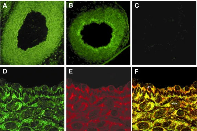 Fig. 2. Immunofluorescence micrographs of ductus arteriosus from term mouse. A and B: epifluorescence images of sections incubated, respectively, with CYP2J9 and CYP2J6 antibody