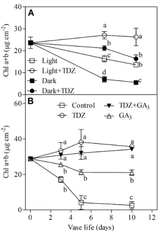 Figure 1.  A) Total chlorophyll concentration (µg cm -2 ) of cut stock  leaves  harvested  from  cut  flowers  placed  in  distilled  water in dark (Dark) or in light/dark condition (Light) and  in  solution  containing  10  µM  TDZ  in  dark  (Dark+TDZ)  