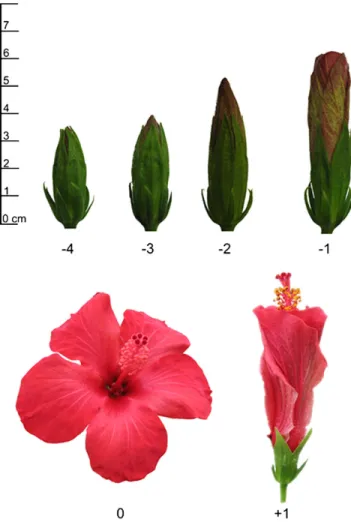 Fig. 1. Stages of H. rosa-sinensis flower development. Stage –4, sepals cover petals in length with an initial separation of sepals showing dark red coloured petals