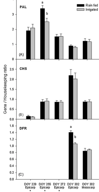 Fig. 2. Total polyphenol (A) and anthocyanin (B) concentration in fruit (meso- (meso-carp + epicarp) sampled from rain-fed and irrigated olive trees in correspondence of four developmental stages