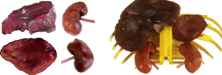 Figure 2: On the left, spleen, kidneys and a liver detail are shown; on the right, the ribcage containing the organs is shown.