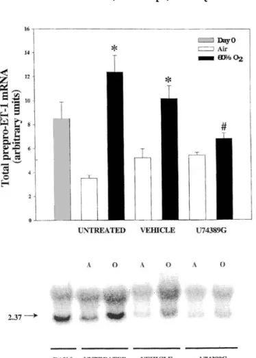 Fig. 7. Effect of the mixed endothelin receptor antagonist SB217242 on 60%-O 2 -mediated right ventricular hypertrophy (RVH)