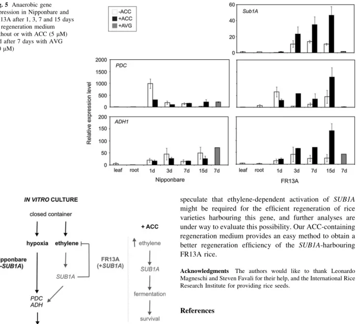 Fig. 6 The pathways activated under regeneration in rice FR13A and Nipponbare plants that do and do not harbour the SUB1A gene