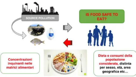 Figura 7: Valutazione del rischio di esposizione agli inquinanti attraverso gli alimenti