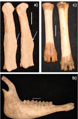Fig. 10 – a) Canis lupus f. familiaris: metacarpals III and IV with callus (indicated by arrow) – the  scale bar represents 1 cm; b) Ovis aries (sheep): right hemi-mandible lateral view – the scale bar  represents 2 cm; c) Capra hircus (left) and Ovis arie