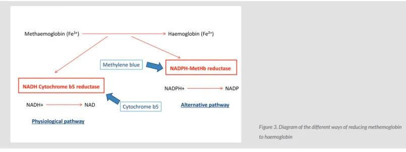 Figure 3. Diagram of the different ways of reducing methemoglobin  to haemoglobin