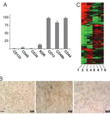 Fig. 2. FACS, immunophenotyping, ALP histochemistry, and gene expression profiling of IM mesoangioblasts