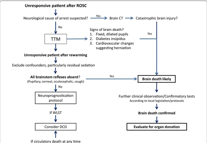 Fig. 2  Suggested algorithm for brain death screening after cardiac arrest. In a resuscitated patient who is unresponsive after rewarming from  targeted temperature management (TTM), and after having excluded confounders, brain death is suspected if brains