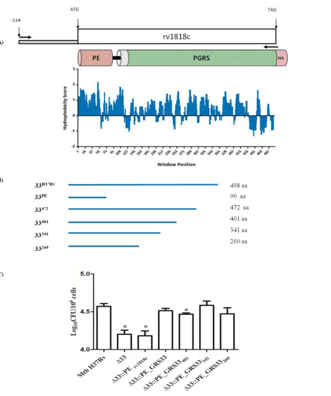 Fig 5. PE_PGRS33 encoding the first 260 amino acids is capable to mediate the entrance phenotype into macrophages