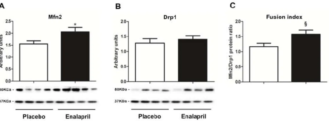= 0.5237; Figure 8B). As a consequence, the fusion index, calculated as the ratio between Mfn2 and  Drp1, was higher in the heart of old rats treated with enalapril (p = 0.0320; Figure 8C)