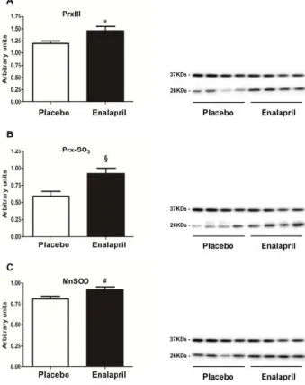 Figure 1. Protein expression of the mitochondrial antioxidant enzymes (A) peroxiredoxin III (Prx-III),  (B) its oxidized form Prx-SO 3 , and (C) manganese superoxide dismutase (MnSOD) in heart samples  of old rats treated with placebo (n = 8) or enalapril 