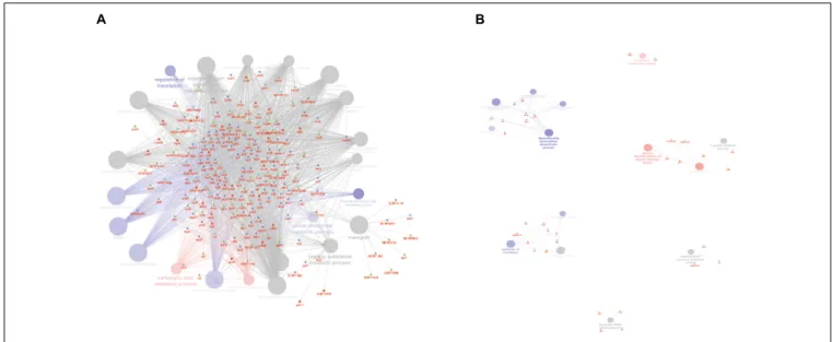 FIGURE 3 | ClueGO cytoscape network of statistically significant proteins. (A) GO BP at medium network specificity