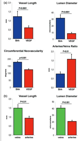 Figure 2. Characterization of the arterial and venous pheno- pheno-type of Shh-induced corneal neovessels