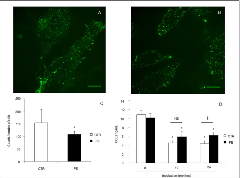 Fig 4. (A, B) Representative images of confocal analysis of CCL2 binding to D6 receptor in primary trophoblast cell cultures from normal pregnant women (A) or women with PE (B)