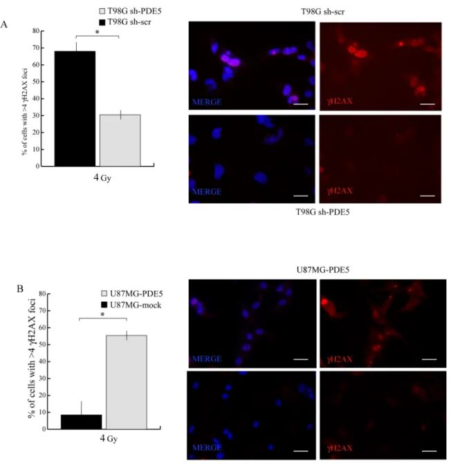 Figure 6: Effect of PDE5 expression on γ-H2AX foci induced by X-ray treatment.  A. Left: counts of nuclei containing ≥  4 γ-H2AX foci in sh-scr or sh-PDE5 T98G cells; right representative immunofluorescence images of γ-H2AX foci