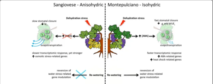 Fig. 7 Whole genome transcriptional analysis in Montepulciano (MP) and Sangiovese (SG) berries subjected to water stress (WS)