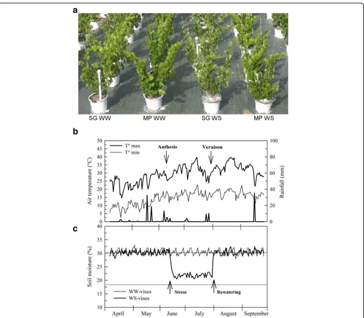 Fig. 1 Design and environmental parameters of the water stress experiment. a vines used for physiological and transcriptomic analysis at berries pea-size phenological stage (end of June)