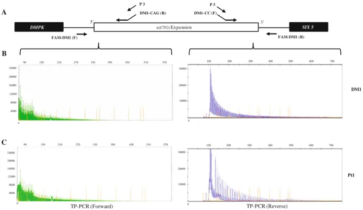 Fig. 2 Analysis of CTG repeats at the DMPK locus by bidirectional TP-PCR. a Genomic organization around the DM1 expansion