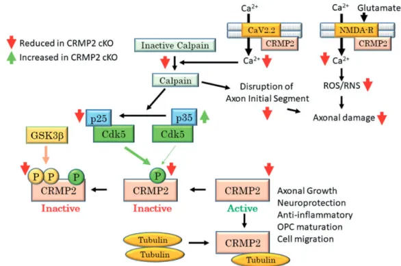 Figure 8. Possible mechanisms underlying reduced neuropathology in CRMP2 cKO mice. In cKO mice, CRMP2 remaining in CamK2a expressing neurons, and CRMP2 expressed in other cells, shows reduced phosphorylation at both S522 and T509/514