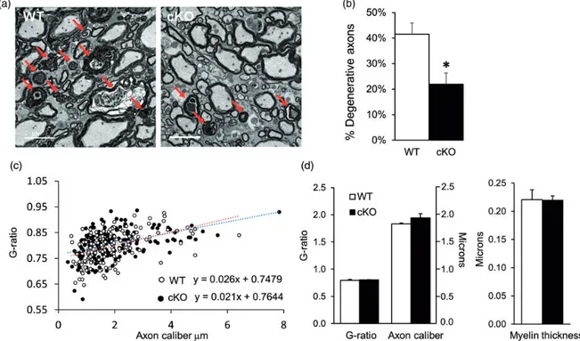Figure 5. CRMP2 cKO reduces axonal damage without effect on myelin. Spinal cords from WT and cKO EAE female mice were isolated at Day 35 after immunization at which time the average scores were 2.2 (n ¼ 3, cKO) and 2.8 (n ¼ 3, WT) and processed for electro