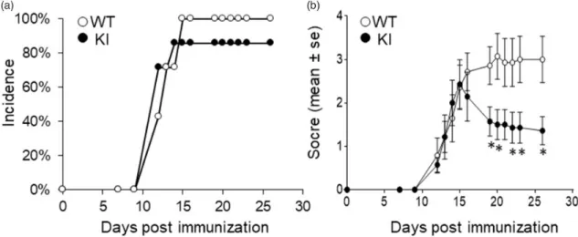 Figure 7. Effects of S522A KI on CRMP2 phosphorylation. Samples from cerebellum and spinal cords of WT and KI, sham and EAE female mice prepared at Day 27 after immunization were used for immunoblot analysis of indicated CRMP2 phosphorylation sites