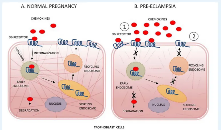 Figure 2 D6 decoy receptor chemokines scavenging function in trophoblast cells from normal pregnancy and PE