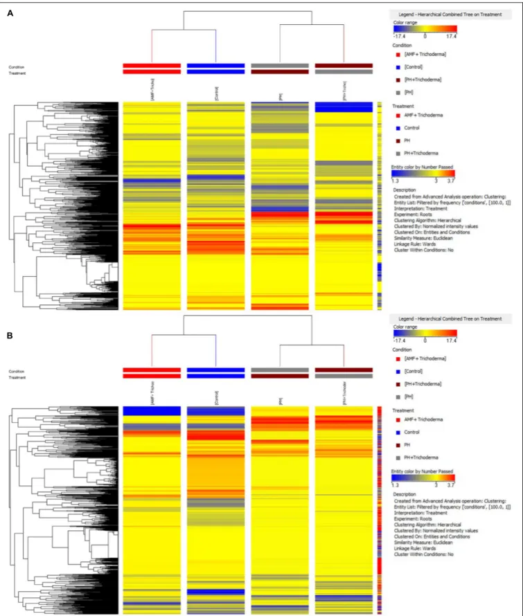 FIGURE 1 | Unsupervised hierarchical cluster analysis carried out from UHPLC-ESI/QTOF-MS metabolomic analysis of leaves (A) and roots (B) of maize plants treated with a consortium of arbuscular mycorrhizal fungi (AMF), Trichoderma koningii TK7, and rhizosp