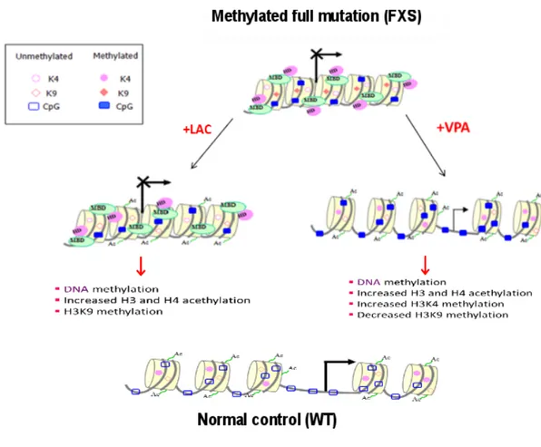 Figure 5. Major epigenetic modifications at the FMR1 locus after histone acetylating treatments. In  anormally  active  WT  allele  a  permissive  euchromatic  configuration  is  present  (bottom),  while  in  methylated full mutation (FXS) the heterochrom