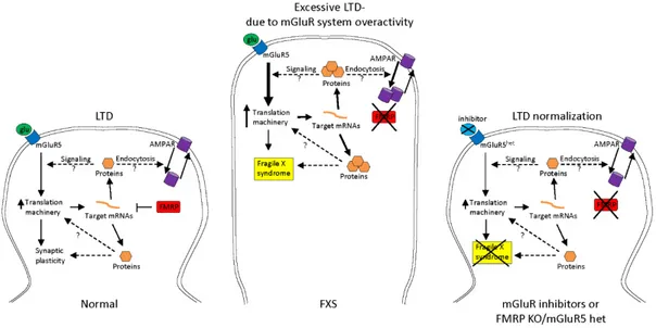 Figure 2. Schematic representation of the metabotropic glutamate receptor (mGluR) theory